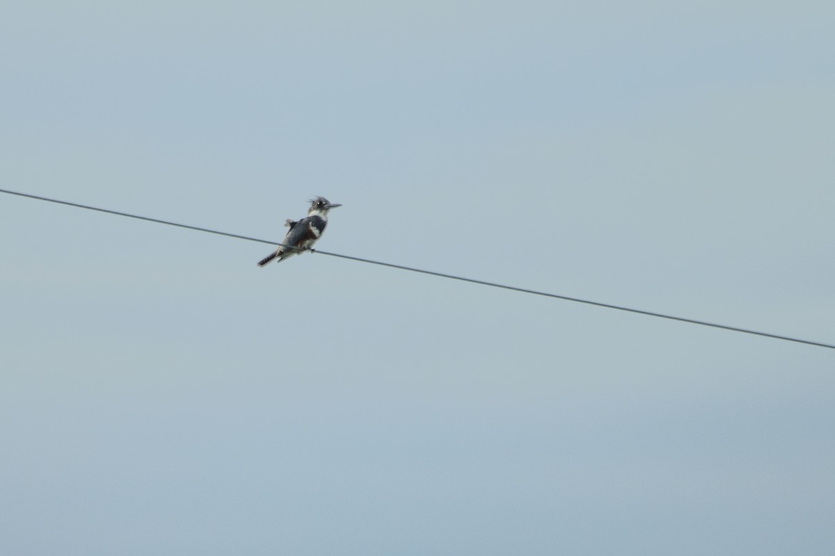 Belted Kingfisher - ML344949831