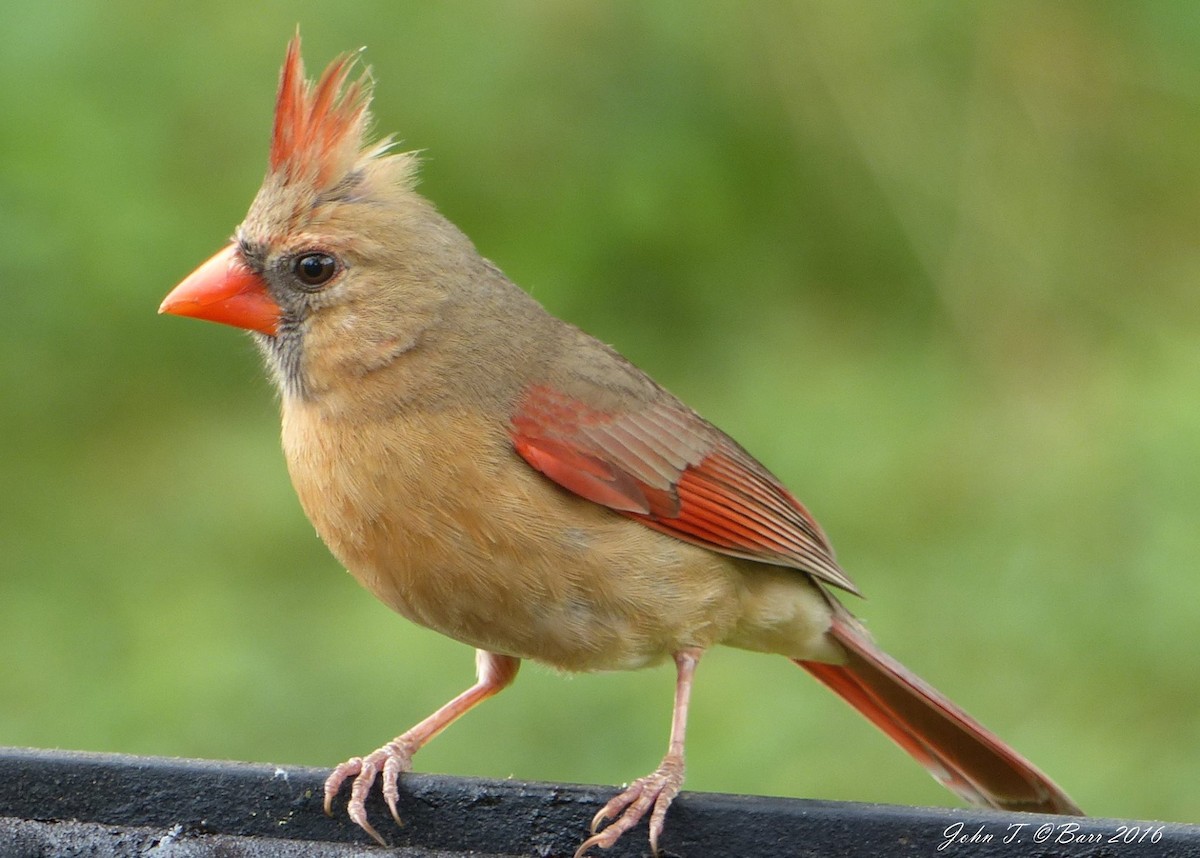 Cardinal rouge - ML34495141