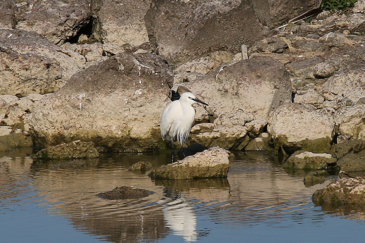 Little Egret - Christian H. Schulze