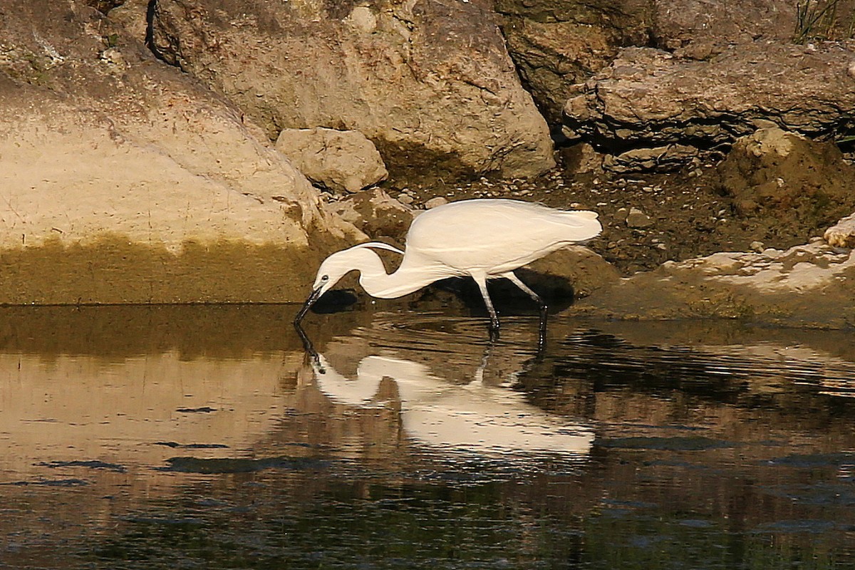 Little Egret - Christian H. Schulze