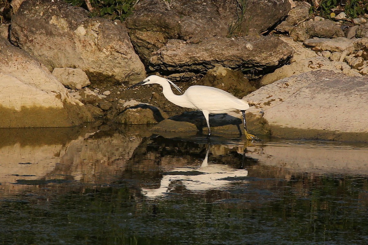 Little Egret - Christian H. Schulze