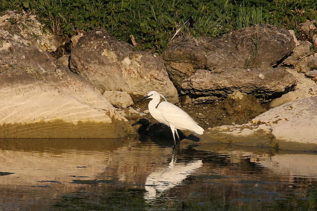 Little Egret - Christian H. Schulze