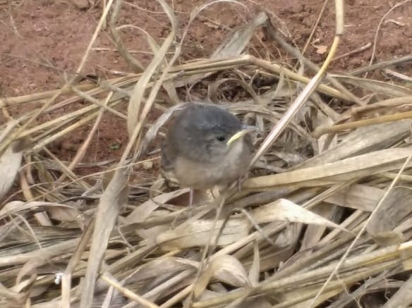 Southern House Wren - ML344952951