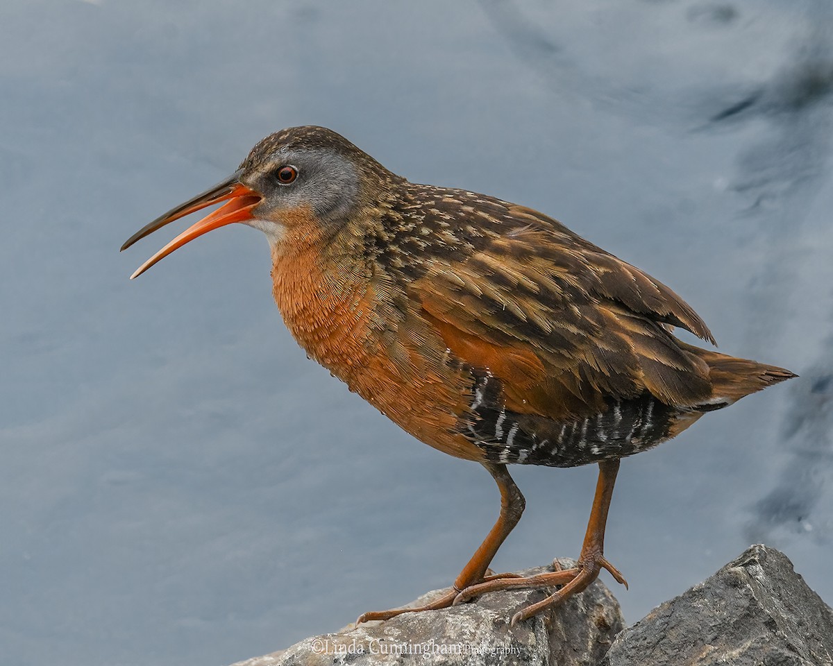 Virginia Rail - ML344953511