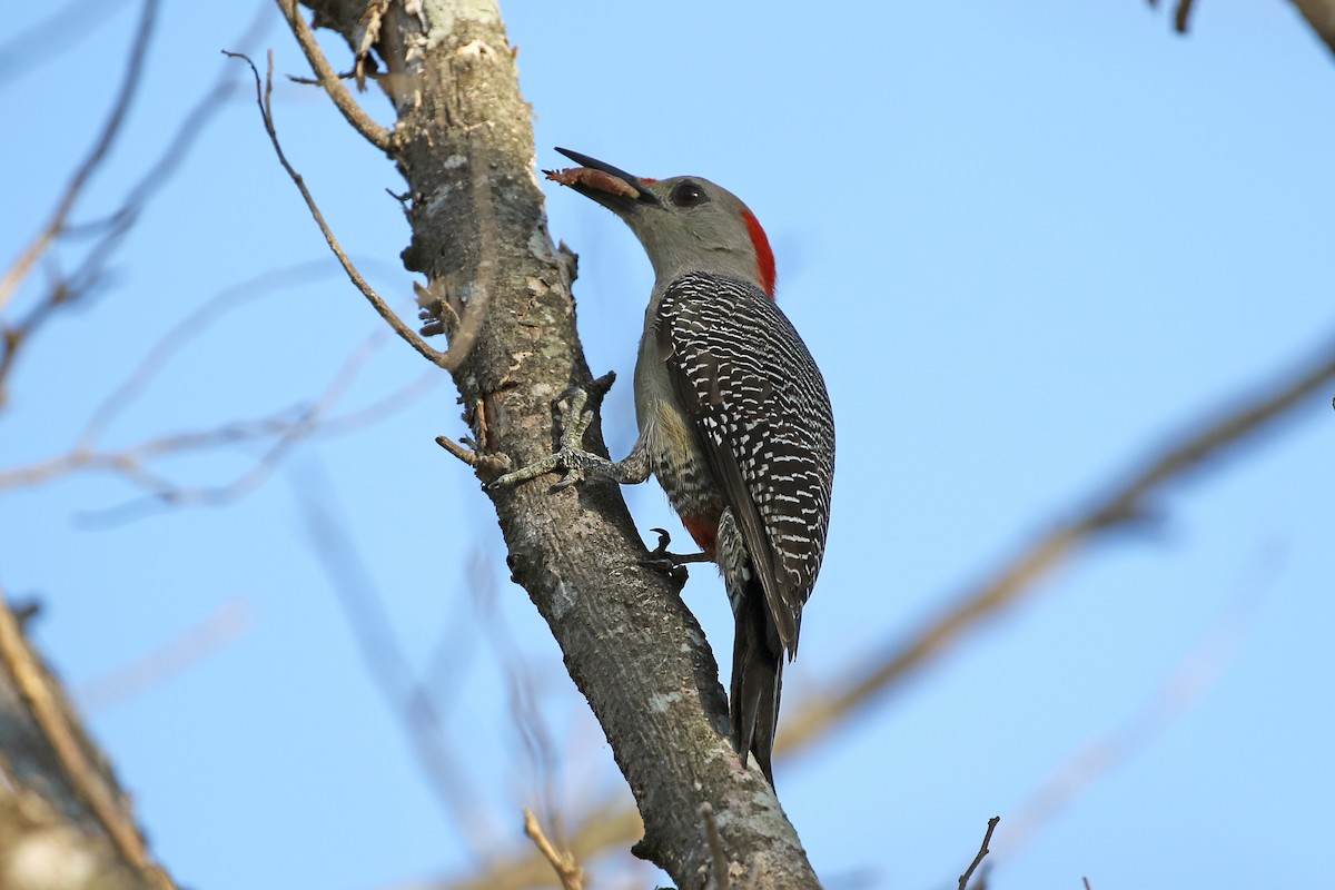 Golden-fronted Woodpecker - ML344955781