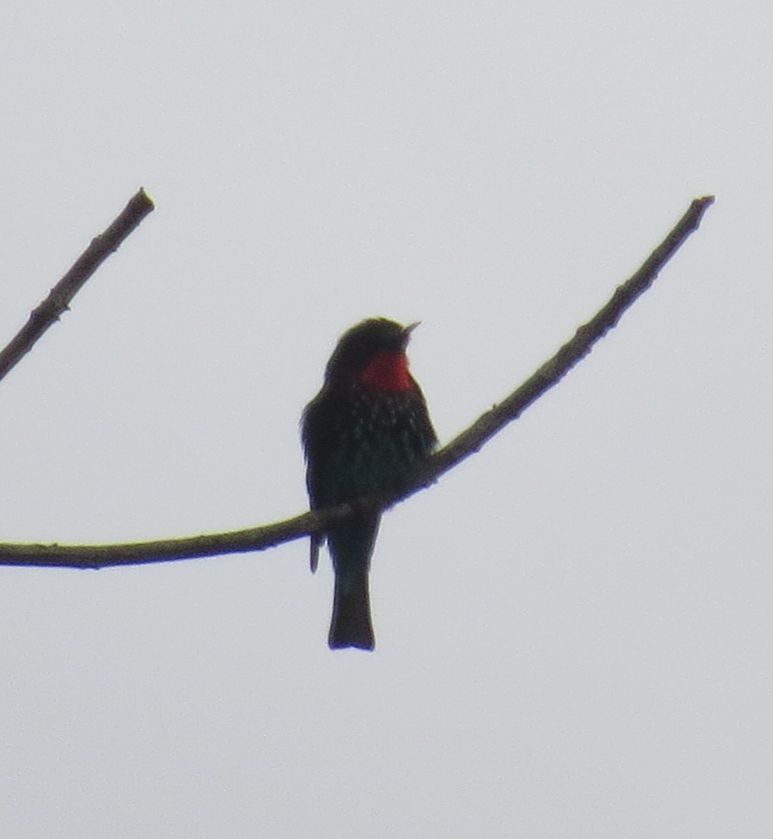 Black Bee-eater - ML344956161