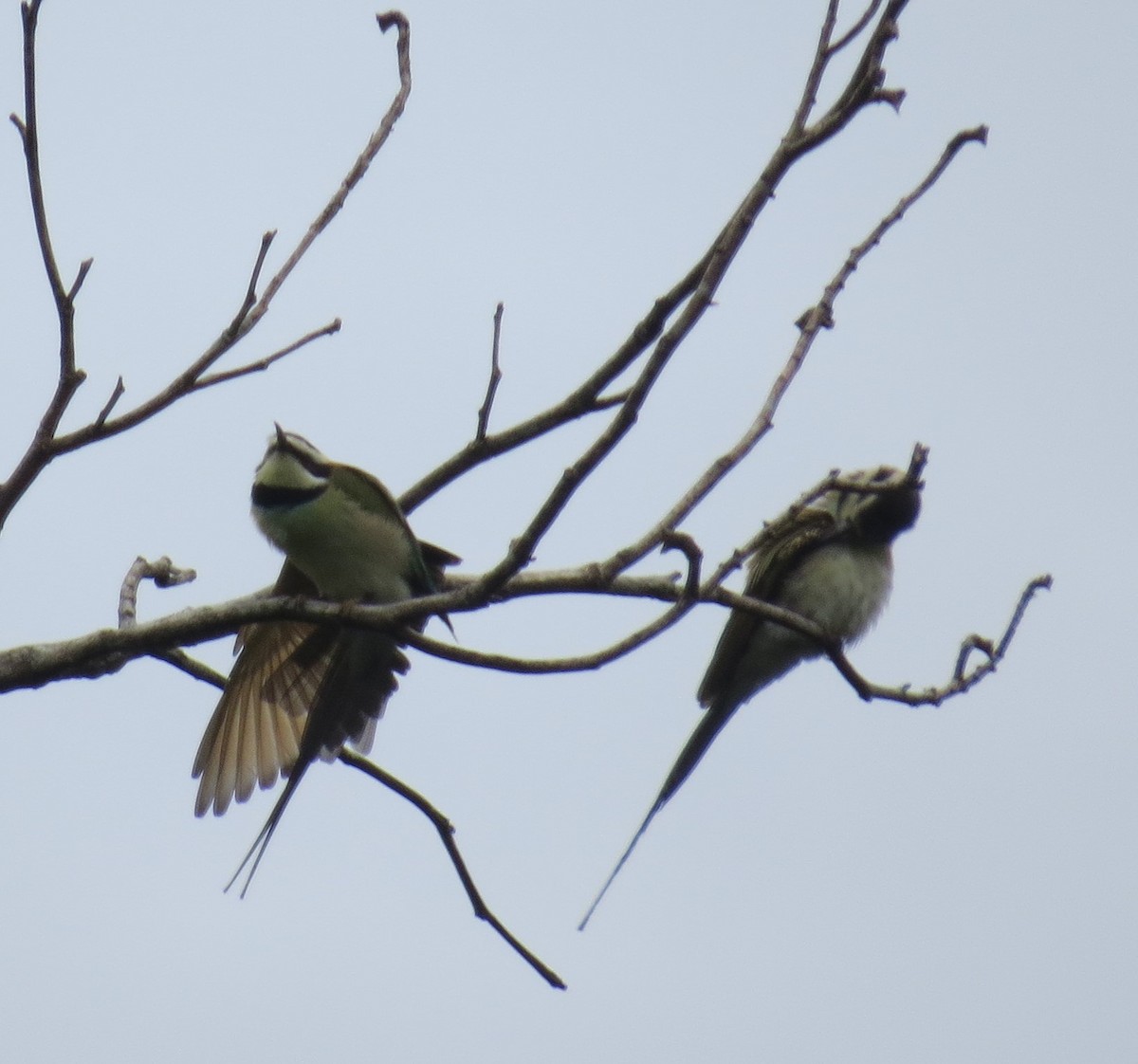 White-throated Bee-eater - ML344956301