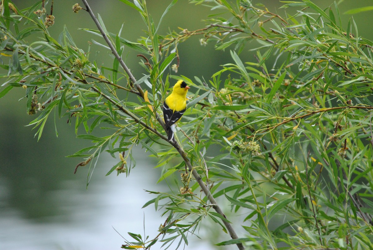 American Goldfinch - ML34495721