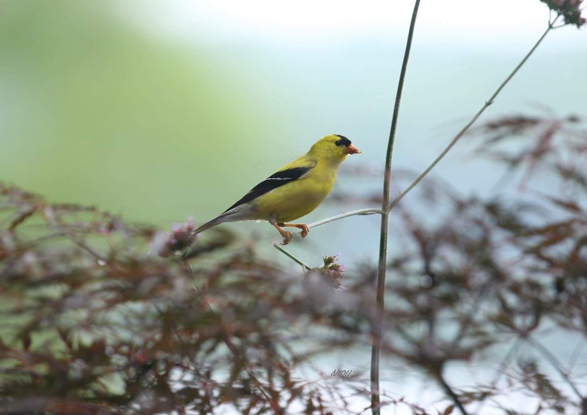 American Goldfinch - ML344957981