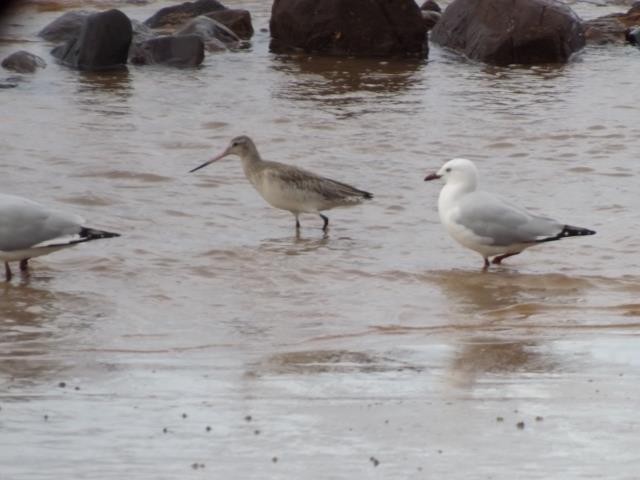 Bar-tailed Godwit - ML344959741