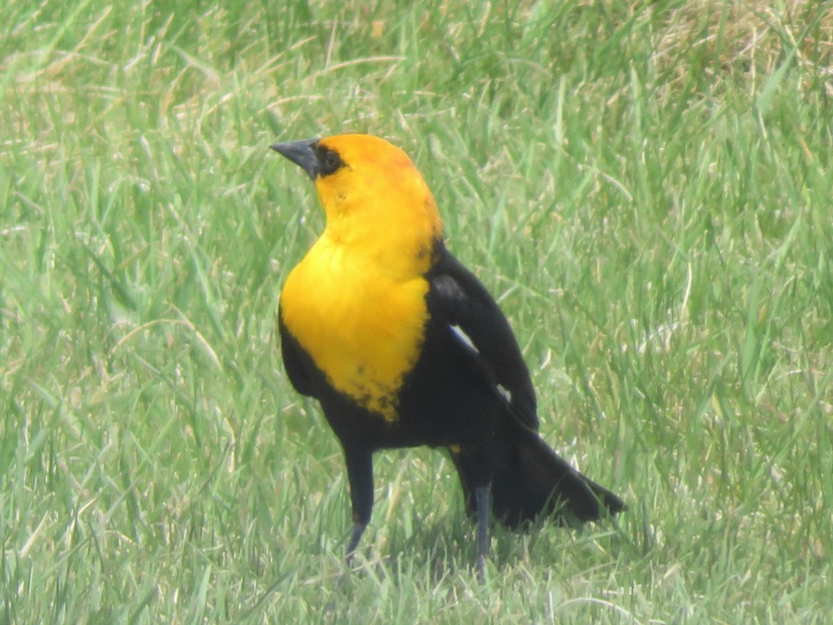 Yellow-headed Blackbird - Richard Staniforth