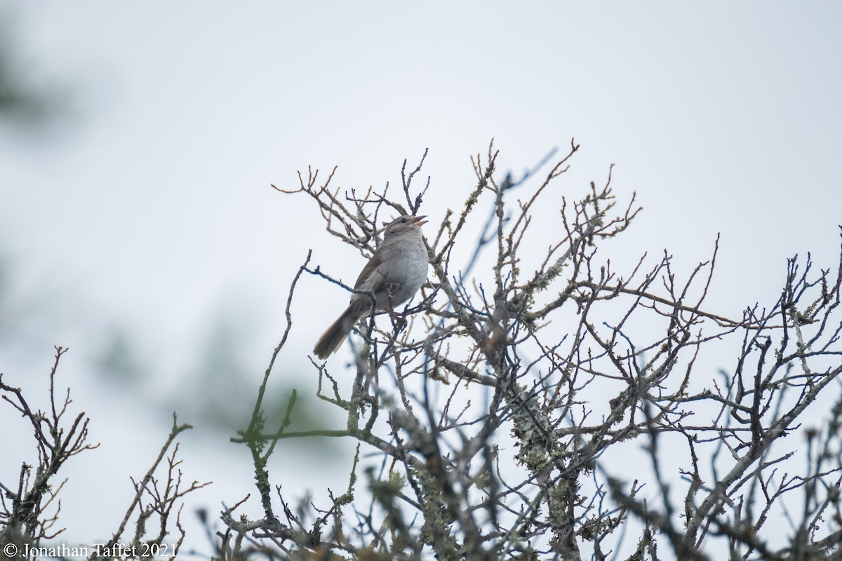 Olive Sparrow - ML344960731