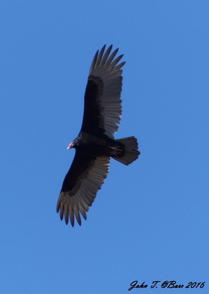 Turkey Vulture - ML34496121