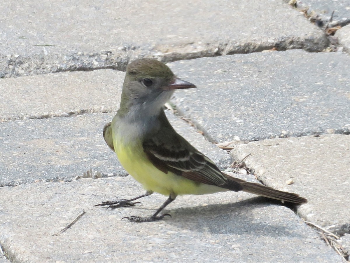 Great Crested Flycatcher - ML344961491