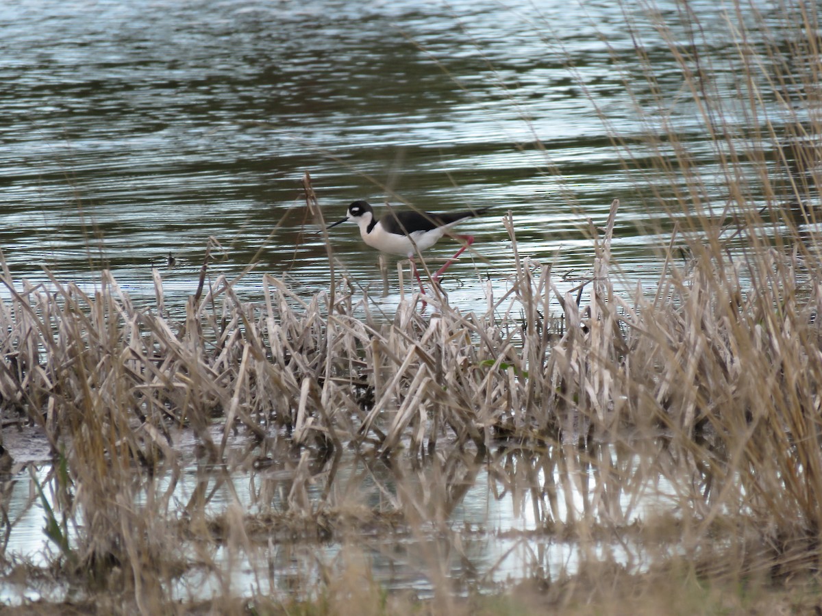 Black-necked Stilt - ML344962511
