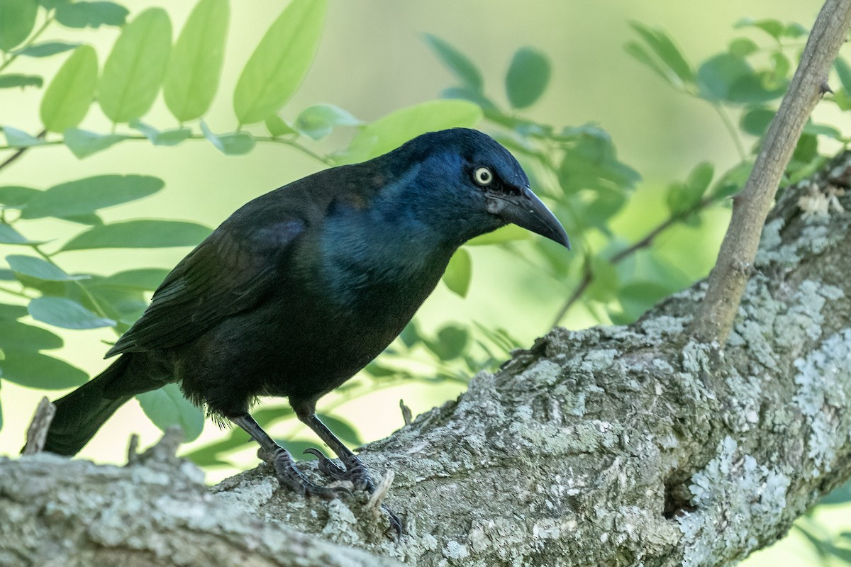 Common Grackle - ML344962841