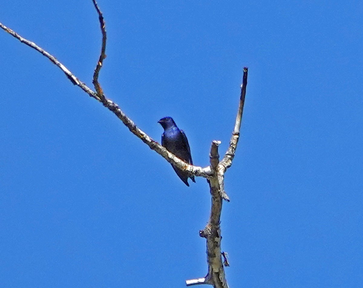 Purple Martin - ML344963121