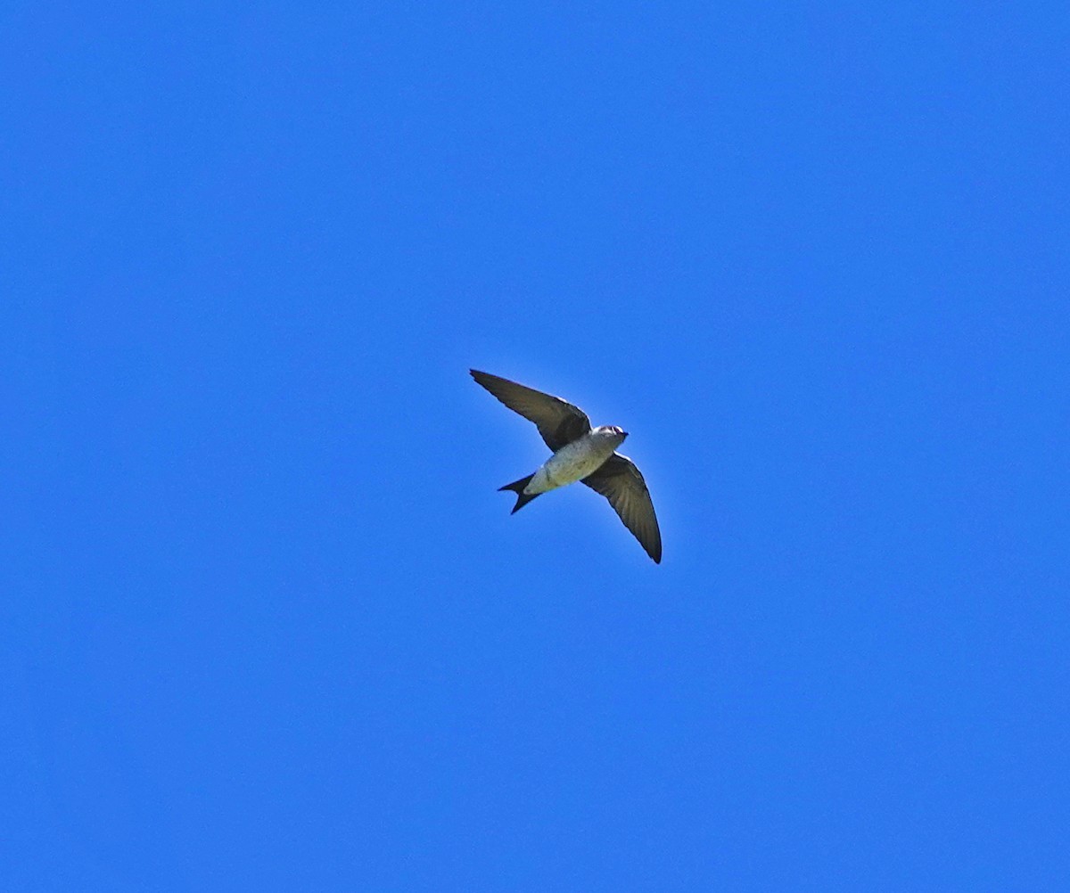 Purple Martin - ML344963181