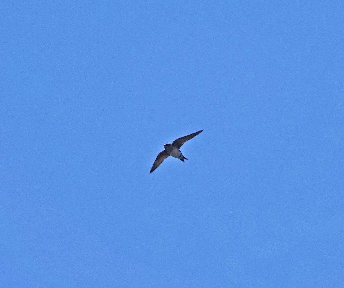 Purple Martin - ML344963231