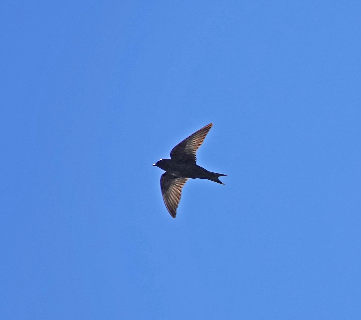 Purple Martin - ML344963241