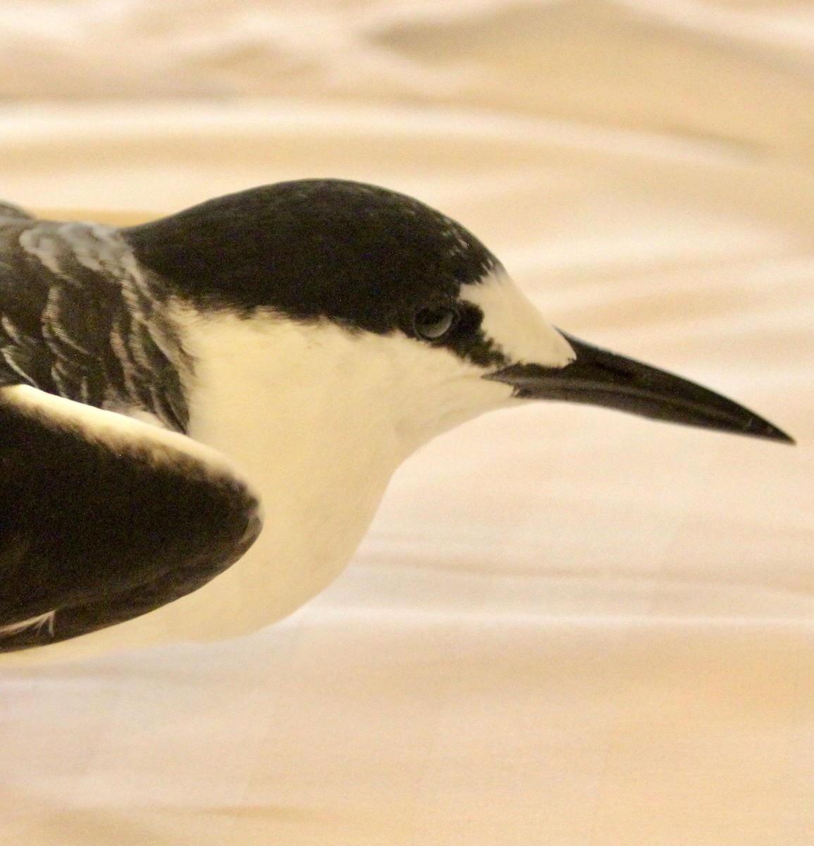 Sooty Tern - ML344963451