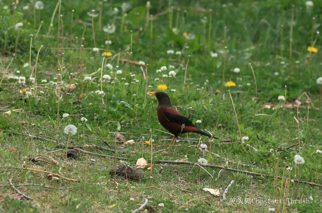 Chestnut Thrush - ML344965091