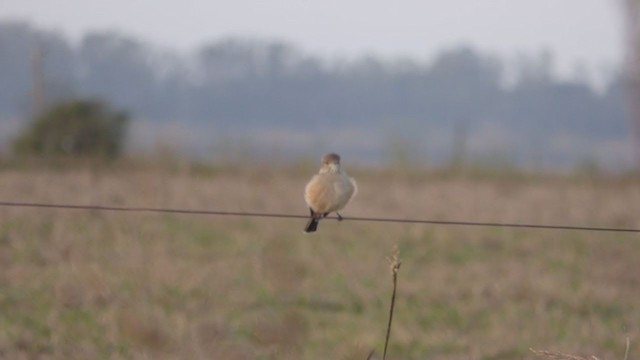 Lesser Shrike-Tyrant - ML344965101