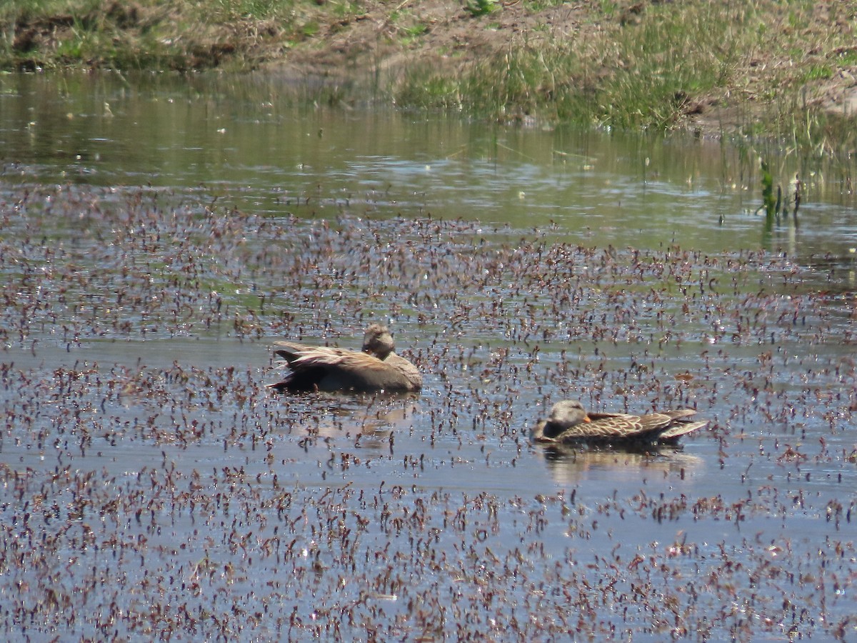 Gadwall - ML344965441