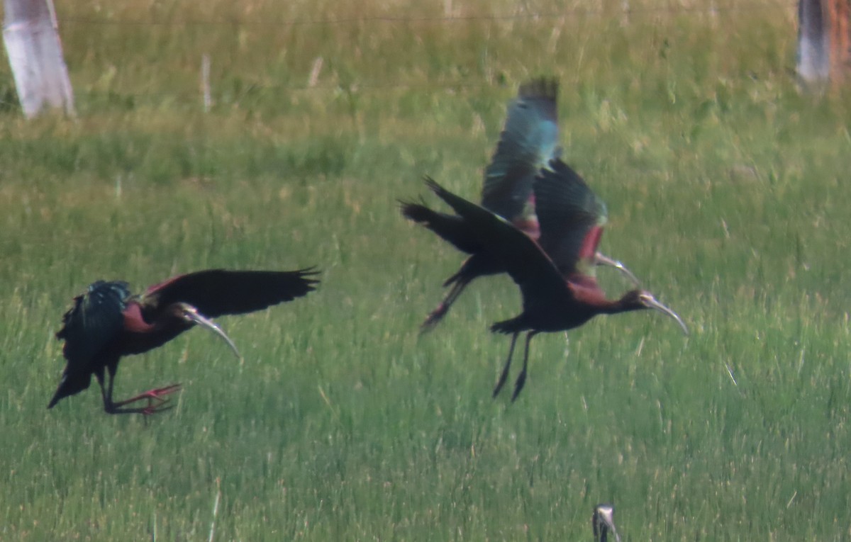 ibis americký - ML344966031