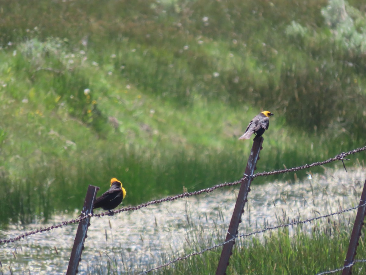 Yellow-headed Blackbird - ML344966631