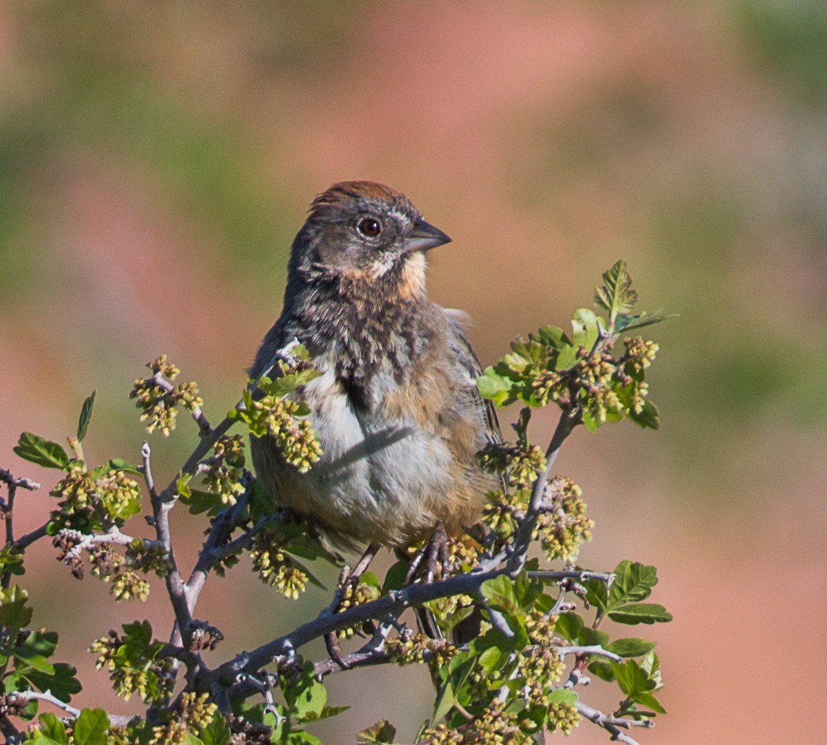 towhee sp. - ML344967201