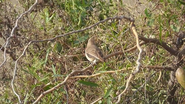 Crested Hornero - ML344967531