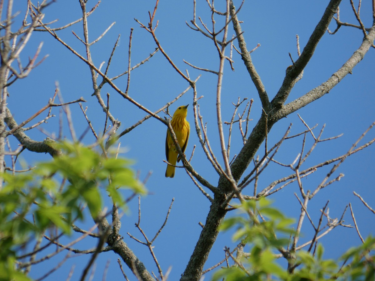 Goldwaldsänger - ML344968391