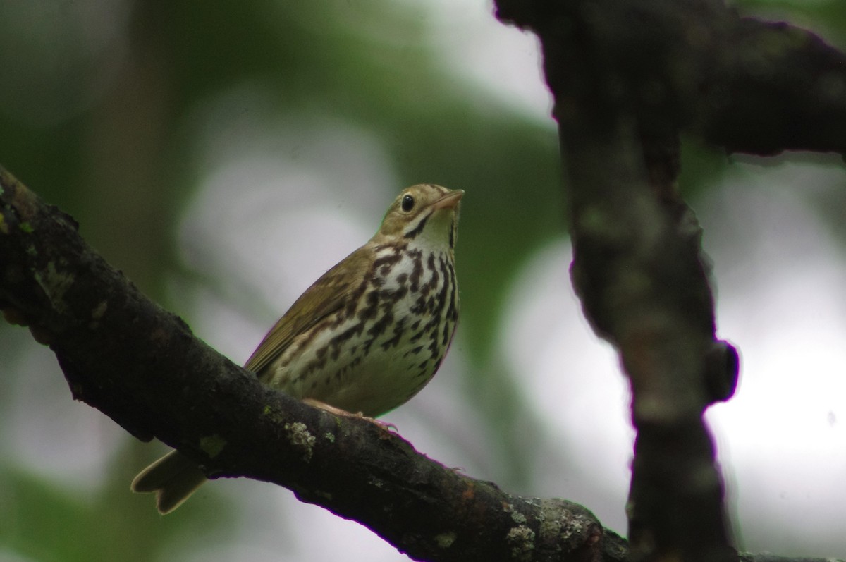 Ovenbird - ML344968731