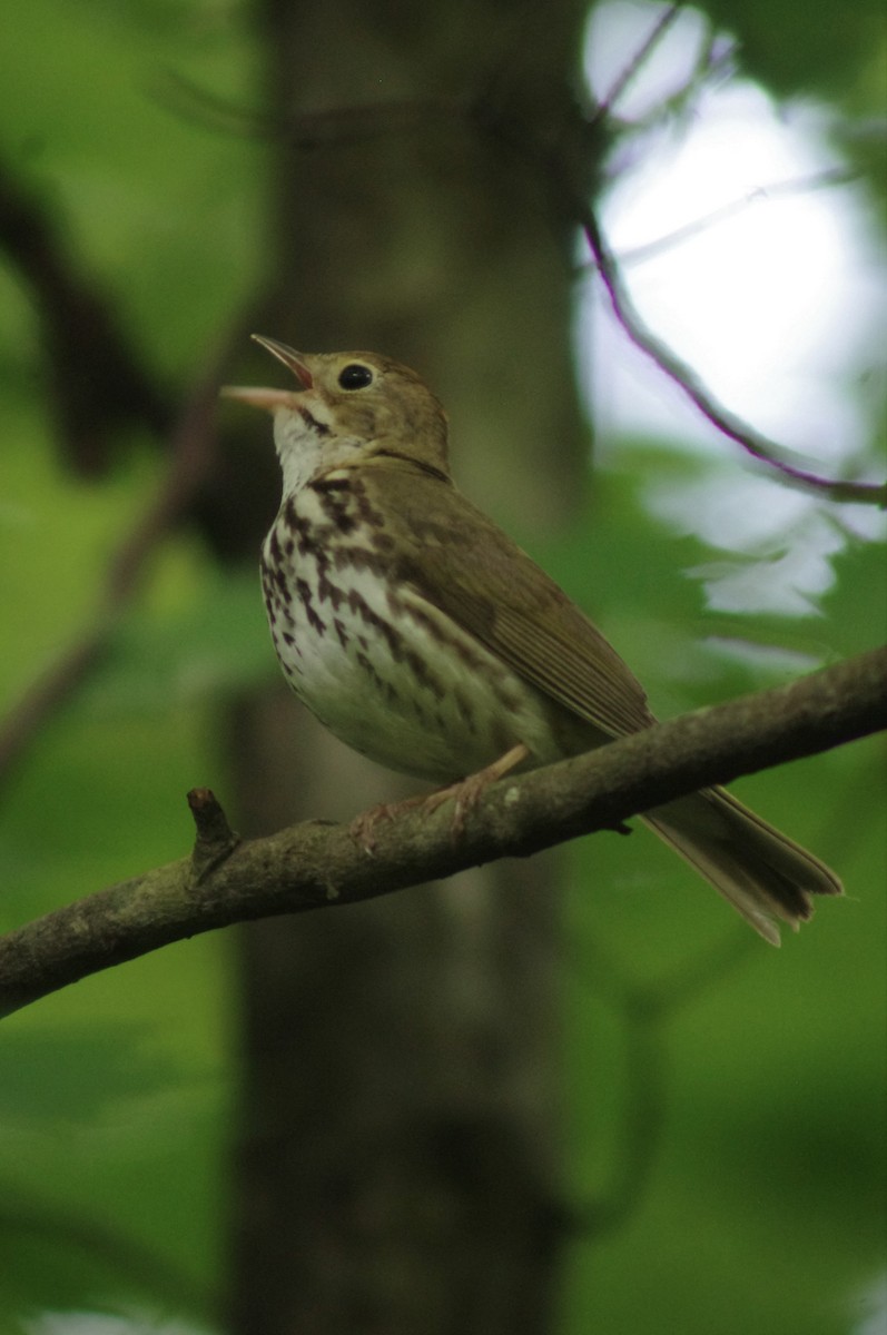 Ovenbird - ML344968741