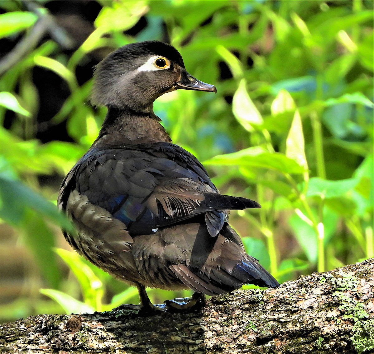 Wood Duck - Lynn Scarlett