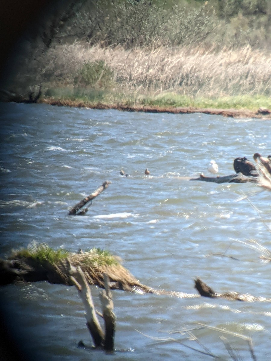 Red Knot - ML344970171