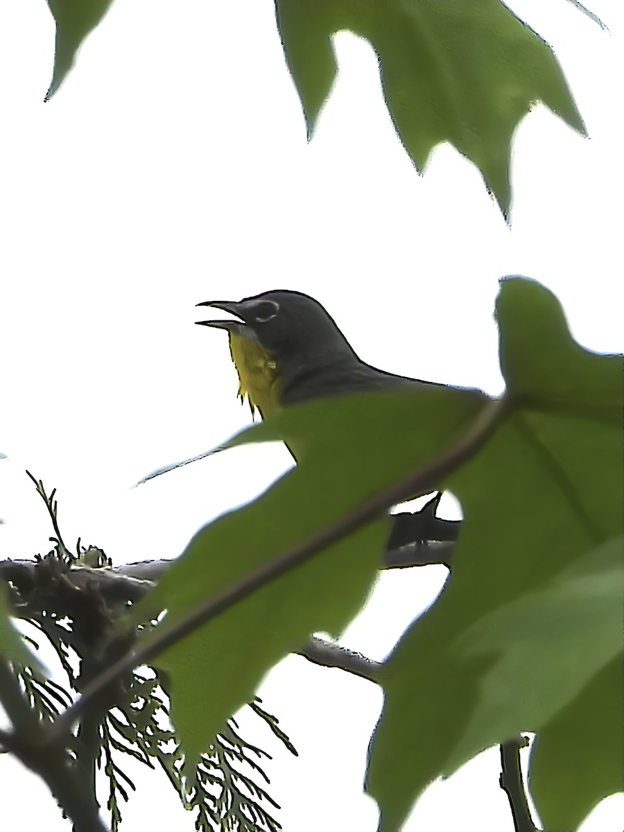 Yellow-breasted Chat - ML344970361