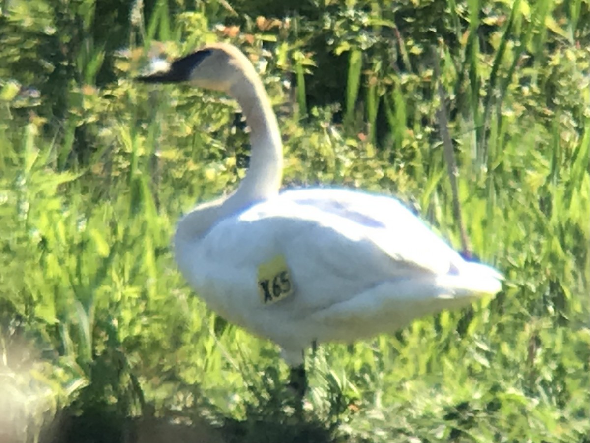 Cisne Trompetero - ML344970551