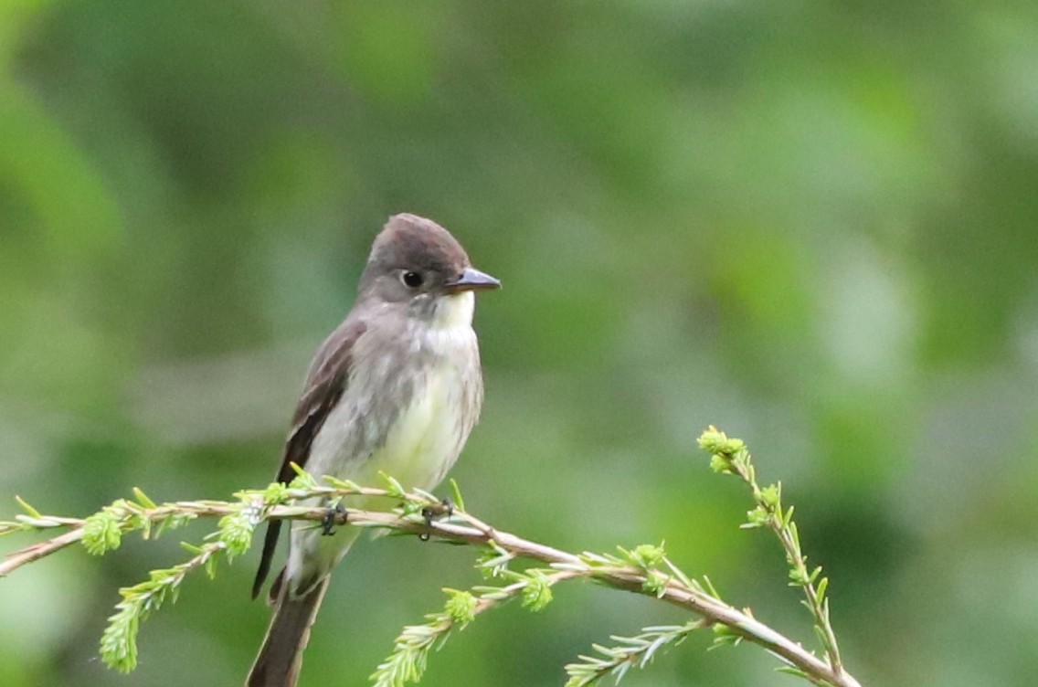 Olive-sided Flycatcher - ML344971761