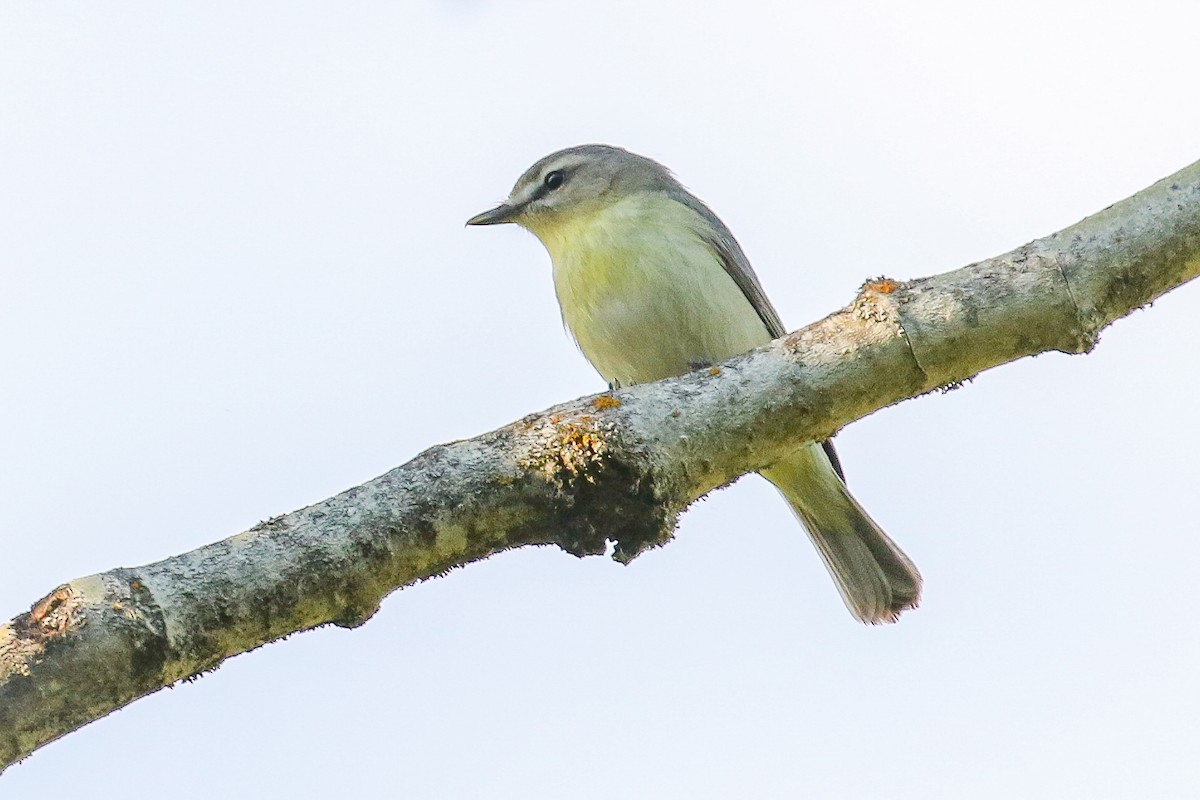 Philadelphia Vireo - ML344972191