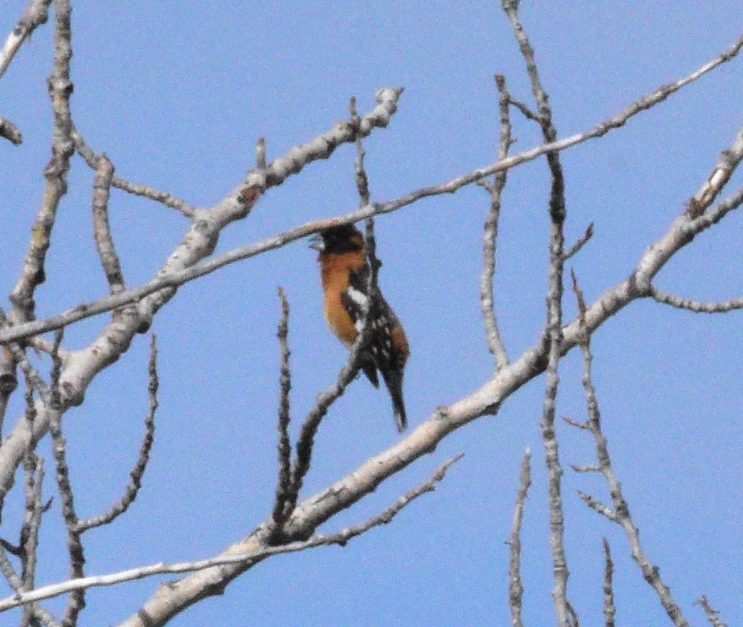 Black-headed Grosbeak - ML344972251