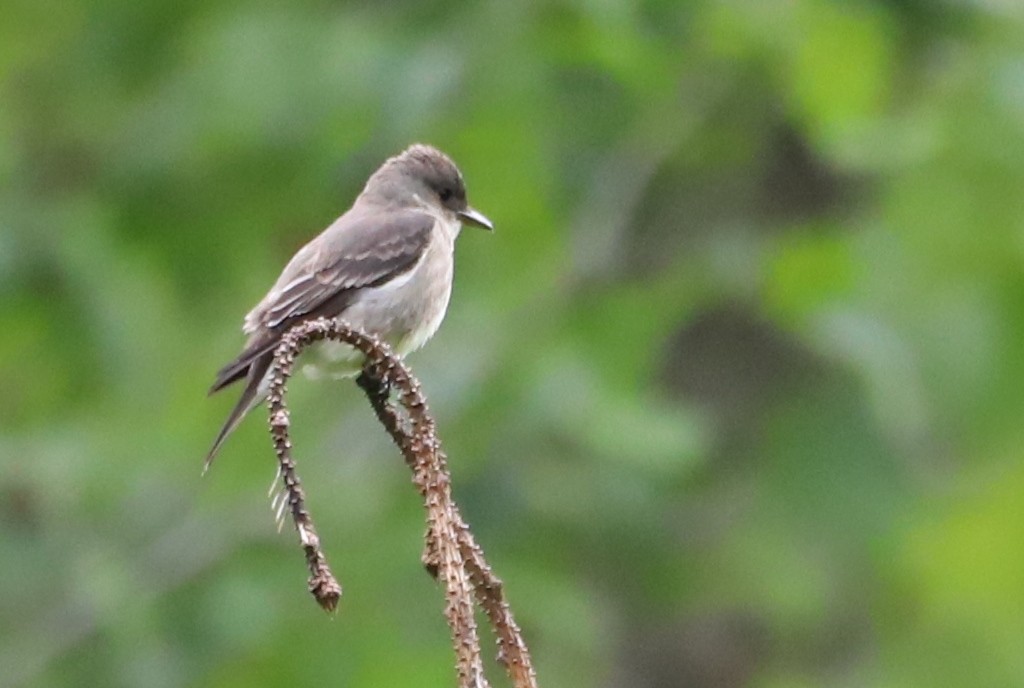 Olive-sided Flycatcher - ML344972631