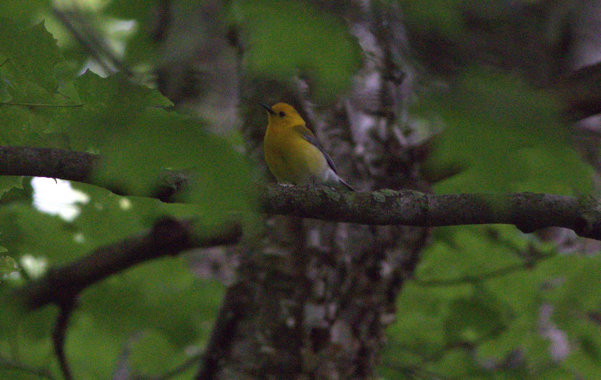 Prothonotary Warbler - ML344973421