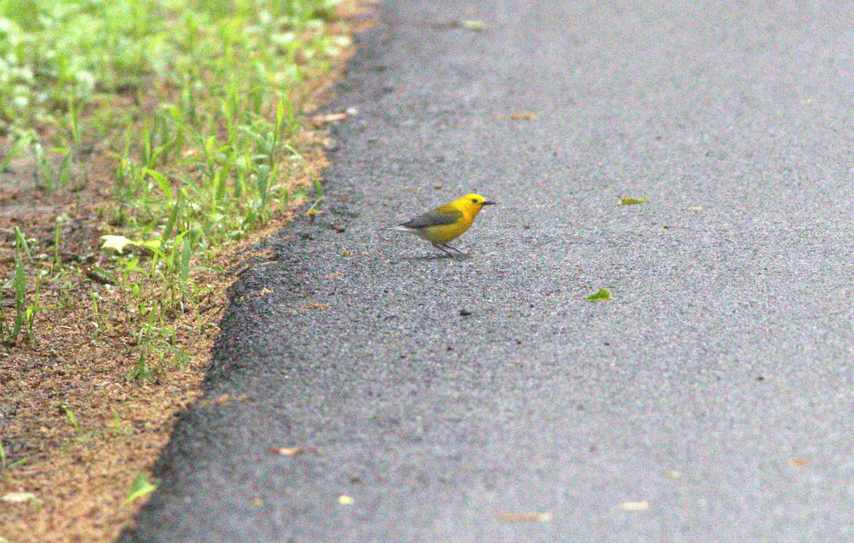 Prothonotary Warbler - ML344973471