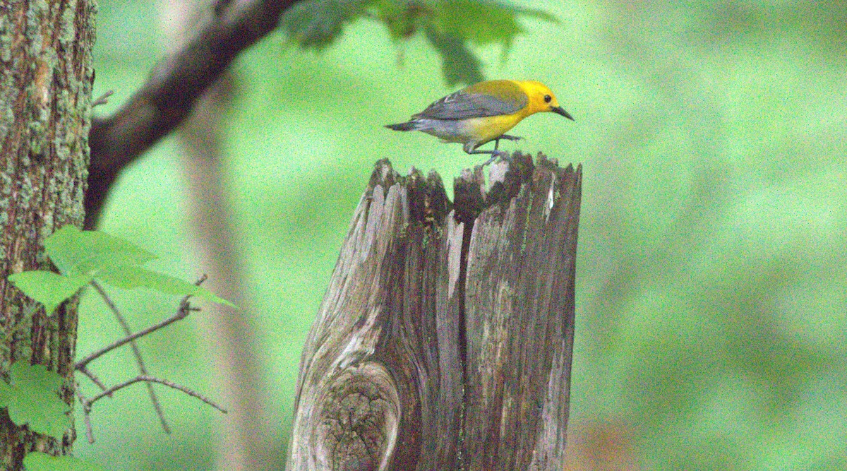 Prothonotary Warbler - ML344973491