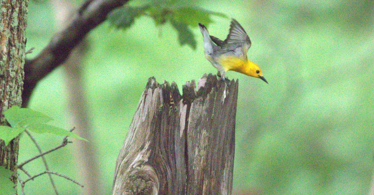 Prothonotary Warbler - Matthew Brown