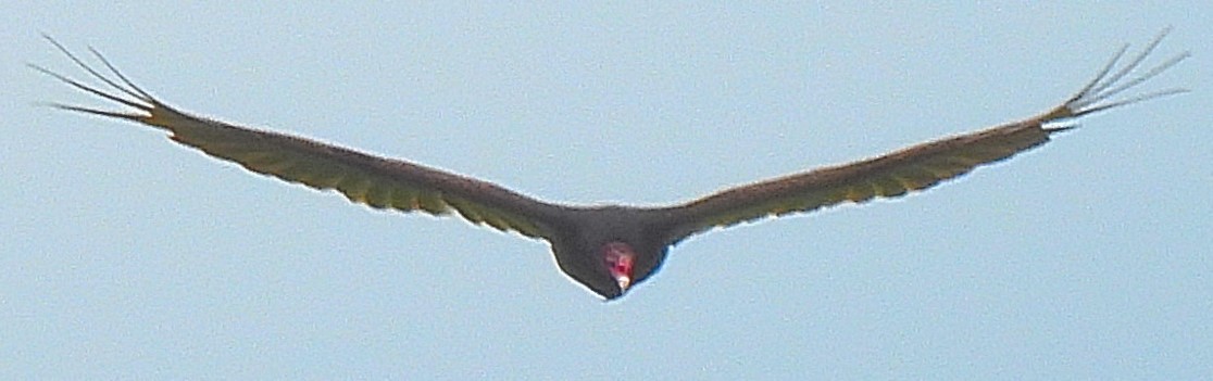 Turkey Vulture - ML344973591