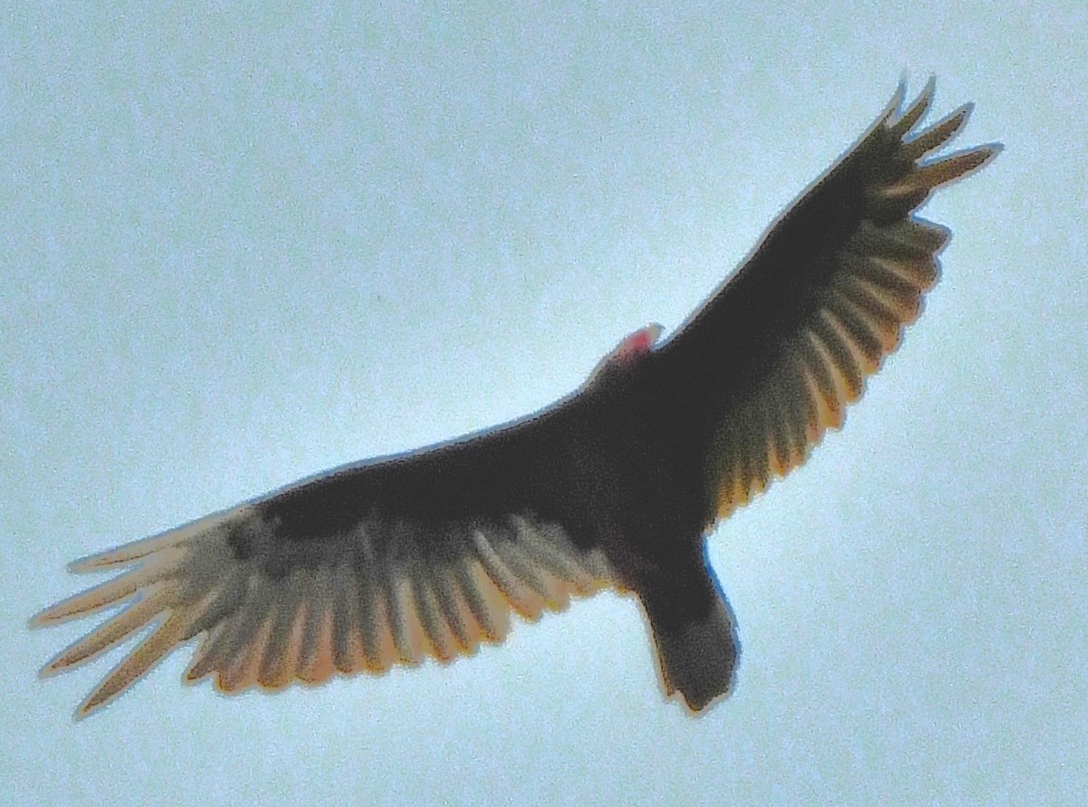 Turkey Vulture - ML344973661