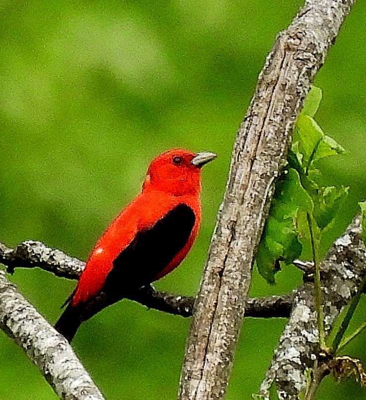 Scarlet Tanager - ML344973781